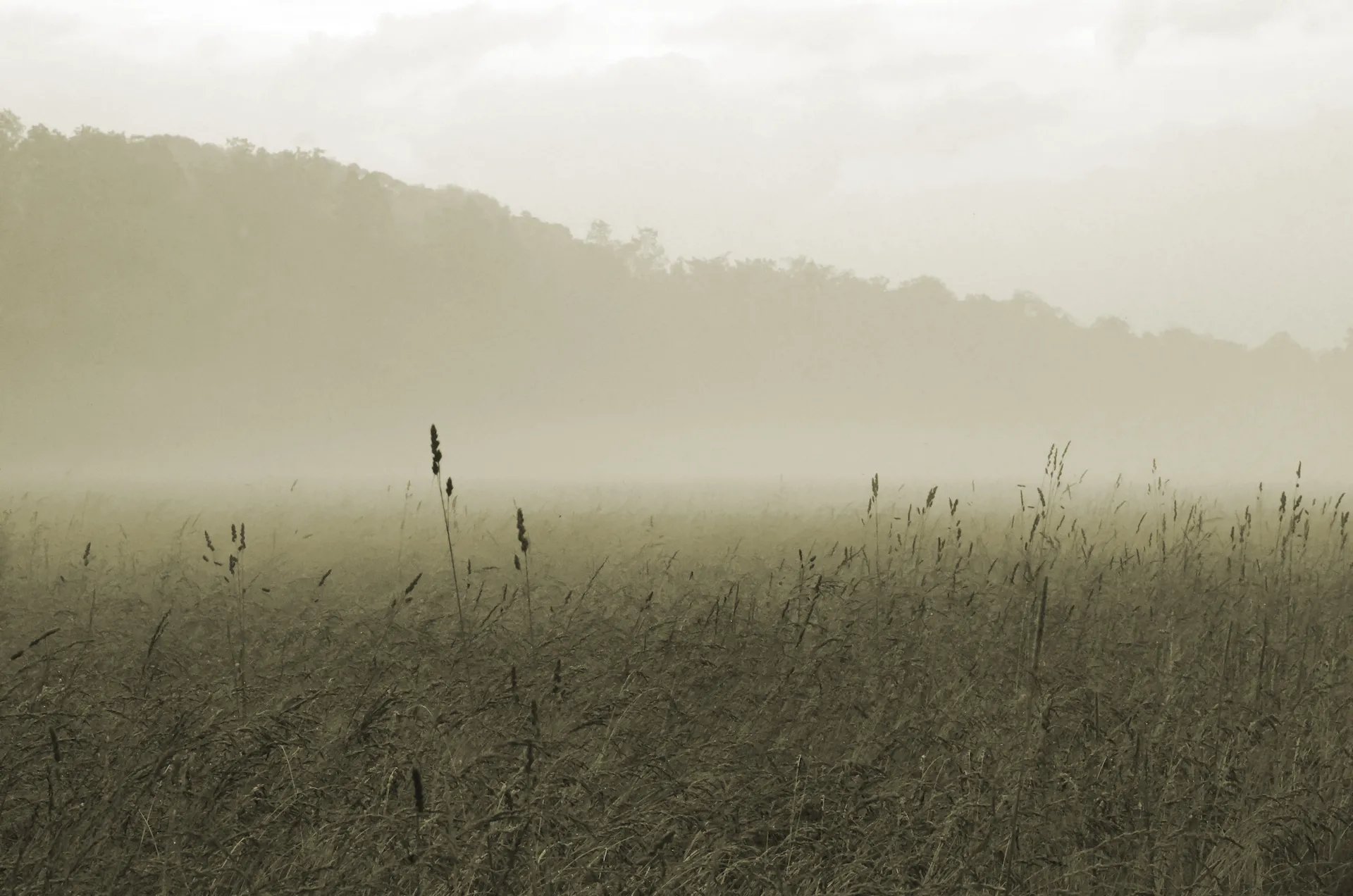 Fog over an Appalachian field